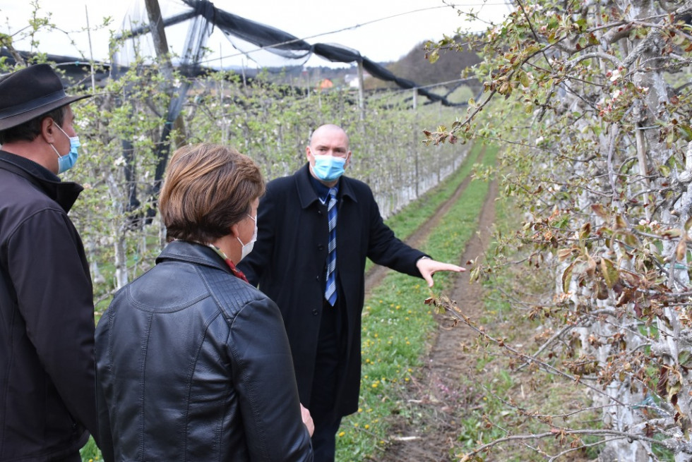 Minister dr. Podgoršek na terenskem ogledu škode po pozebi