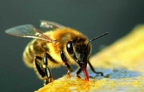 ABC 6 (Carniolan honey bee)