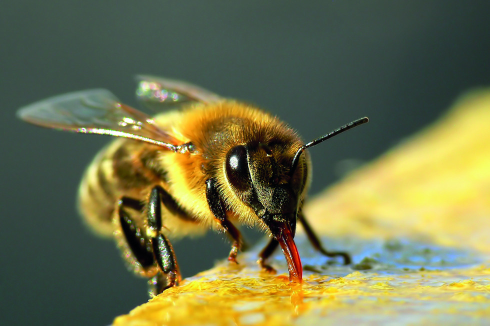 Carniolan honey bee
