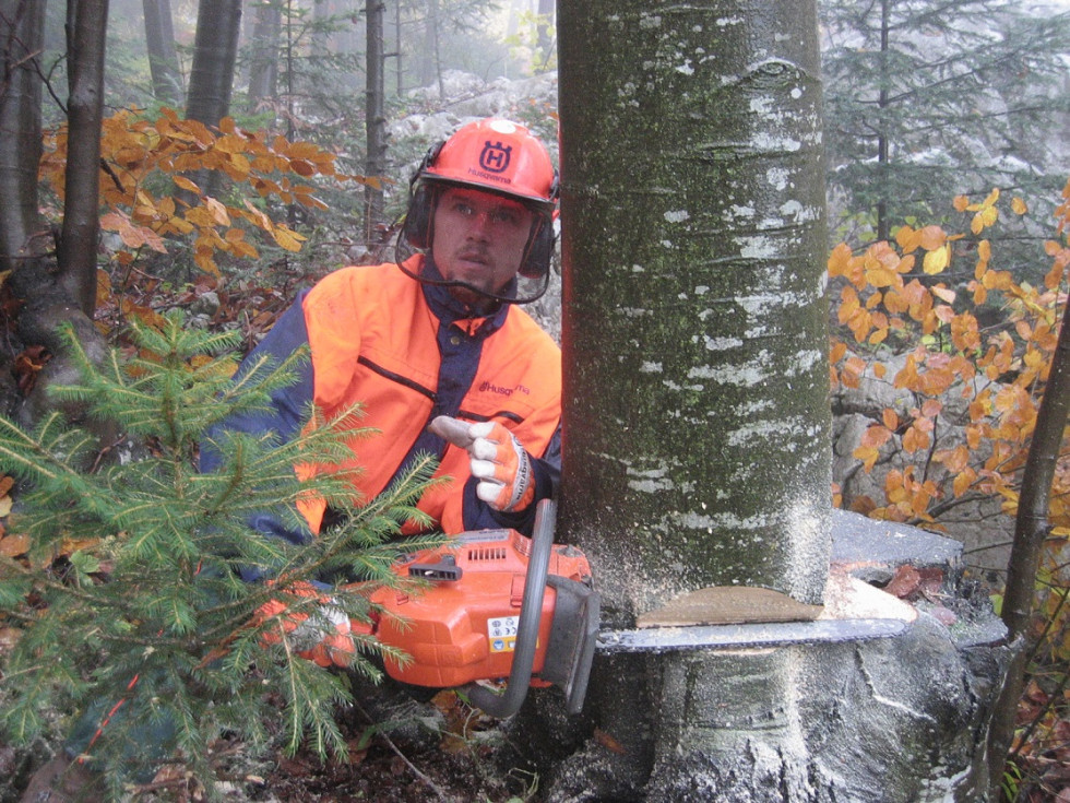 Delavec v gozdu, opremljen z zaščitno delovno opremo za sečnjo dreves