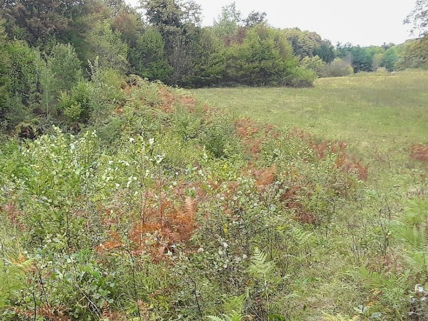 Slika travnika ob gozdu, kjer se del ob gozdni meji zarašča. 