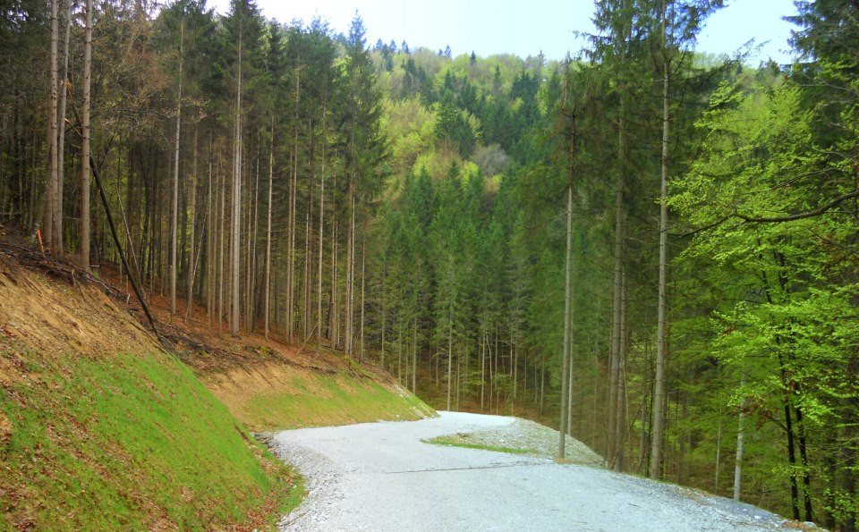 Gozdna makadamska cesta poteka skozi gozd.