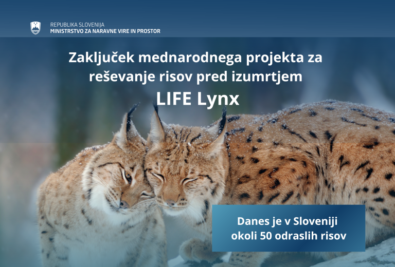 Zaključuje se projekt reševanja risov pred izumrtjem LIFE Lynx