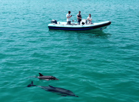 raziskovalna ekipa v čolnu, na morju, v vodi delfini