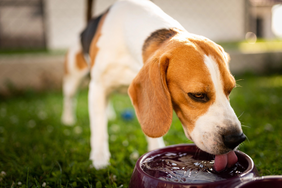 pes pije vodo iz posode
