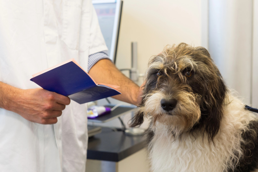 pes in zraven njega veterinar, ki v roki drži potni list