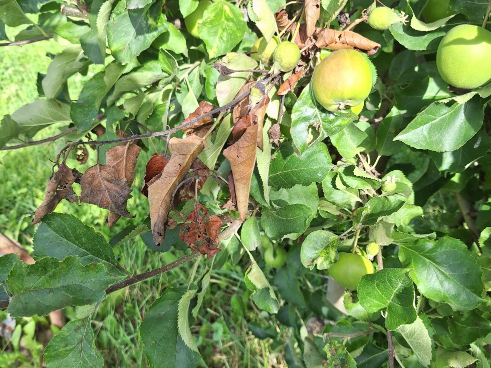 pogled na krošnjo z enim jabolkom, med zelenimi listi je posušena veja