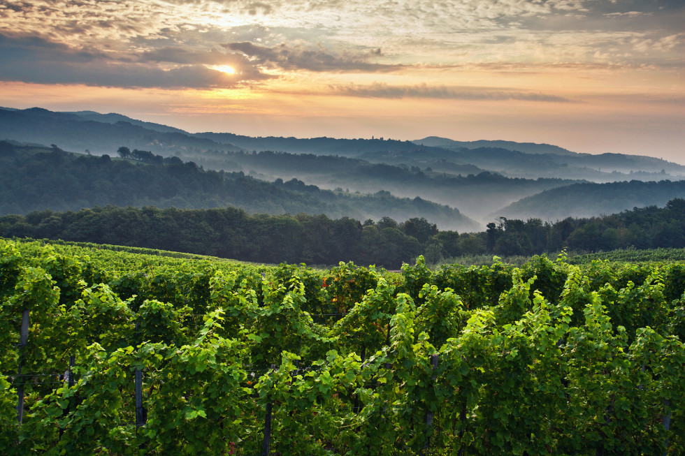 vinograd s pogledom na hribe in oblake