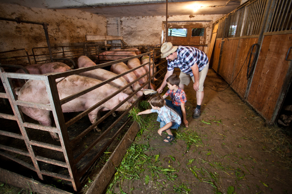 prašiči v hlevu za ograjo, moška in dva otroka jih hranijo